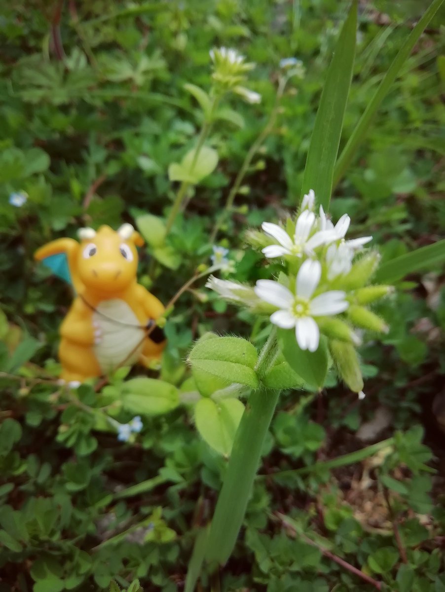 オランダミミナグサ