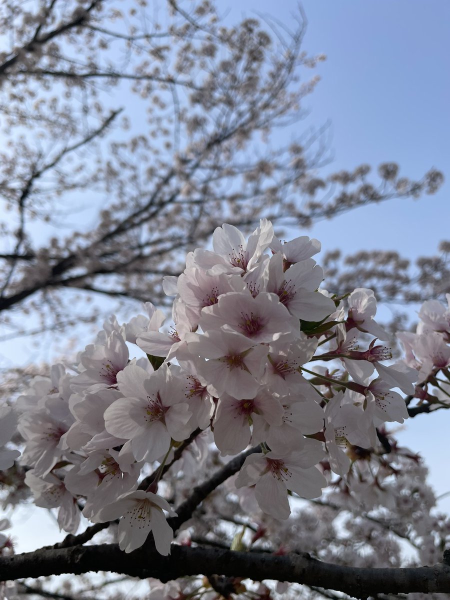 0427yu___iii's tweet photo. 大好きな春🌸 https://t.co/oSKxYnL8gz
