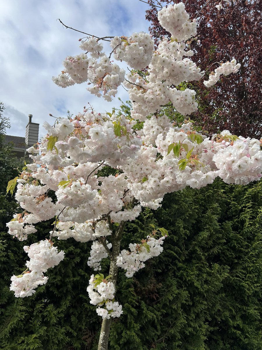 The run started with some rain this morning but ended with sunshine ☀️ What a great effort everyone! #VPD #Youth #RunningClub <a href="/VancouverPD/">Vancouver Police</a> <a href="/VPDYouth/">VPD Youth Services</a> <a href="/VanPoliceFnd/">Vancouver Police Foundation</a>