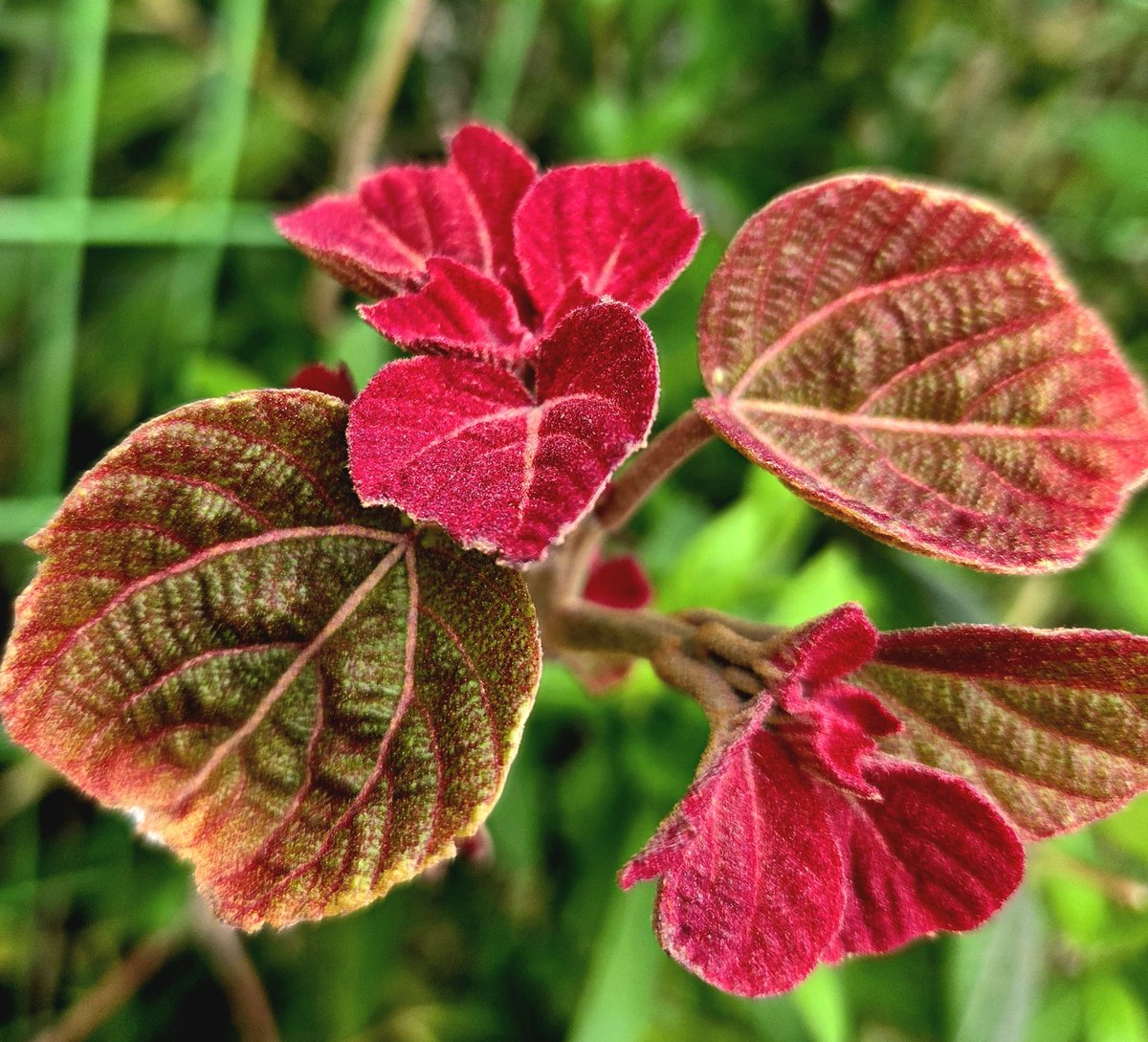 goldrose9090's tweet photo. ๐ธโณโ๐ Not a Flower, But a Leaf โ The Beautiful Surprise of the Mallotus japonicusโ
๐#MallotusJaponicus #SpringLeaves #RedLeafTree #NatureWonder #NotAFlower #LeafBeauty #EmotionalNatureWalk #UrbanPlants #KoreanTrees
Read more here!:
๐https://t.co/11MXU6DTp6 https://t.co/Ah8kcuwo3N
