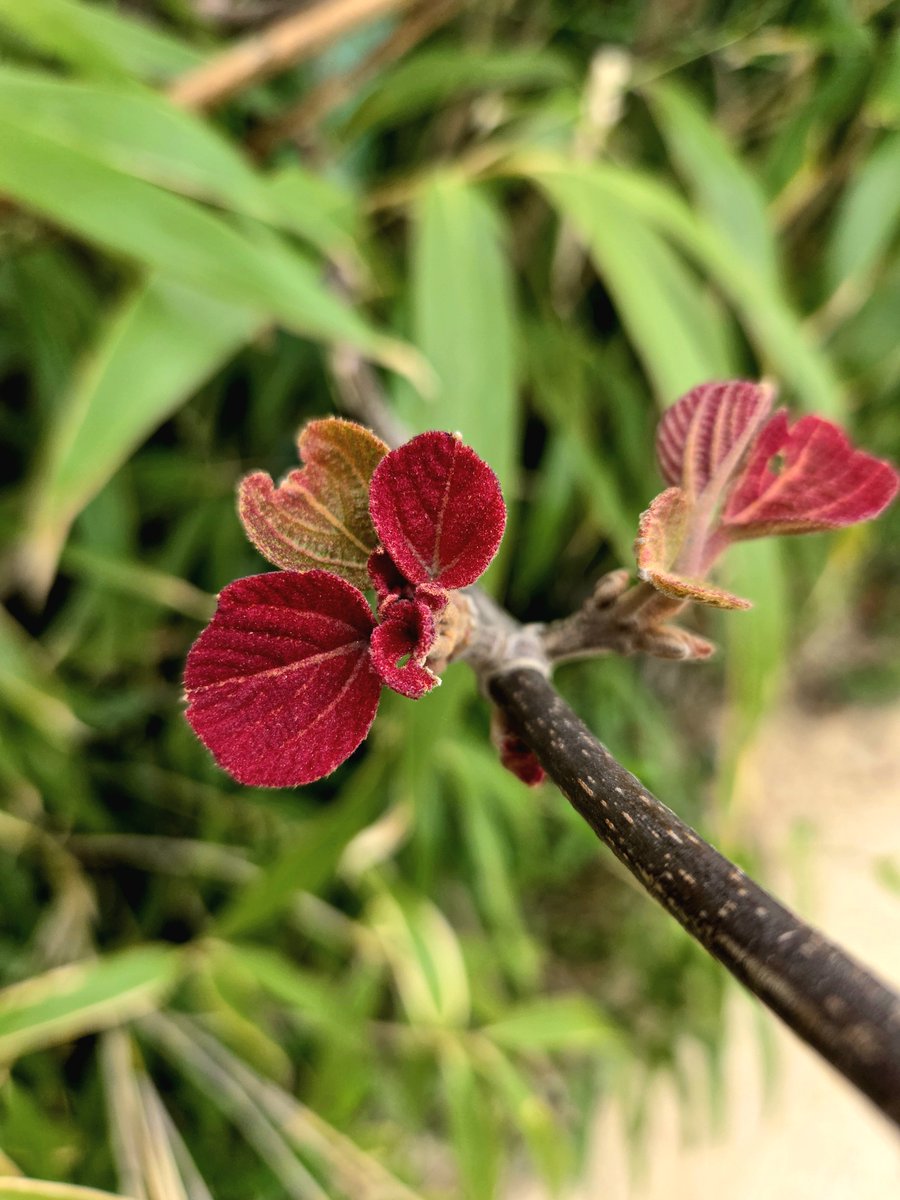 goldrose9090's tweet photo. ๐ธโณโ๐ Not a Flower, But a Leaf โ The Beautiful Surprise of the Mallotus japonicusโ
๐#MallotusJaponicus #SpringLeaves #RedLeafTree #NatureWonder #NotAFlower #LeafBeauty #EmotionalNatureWalk #UrbanPlants #KoreanTrees
Read more here!:
๐https://t.co/11MXU6Dlzy https://t.co/aFgOUsJxMp