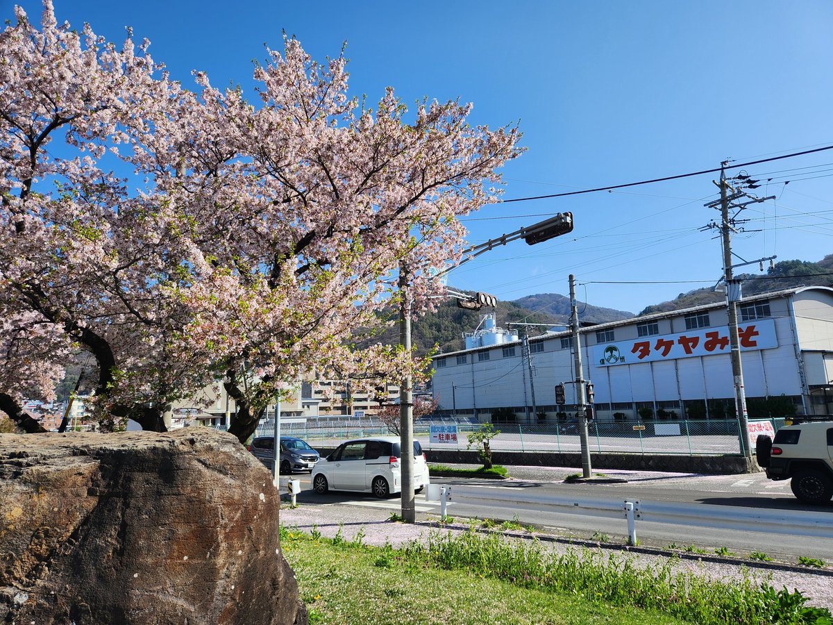 miso_takeya's tweet photo. 今朝の諏訪湖畔の桜です。週末は汗ばむ気候だったこともあり、葉が出始めました。
#諏訪湖　#桜　#タケヤ味噌会館　#お花見 https://t.co/G8Ikc549at
