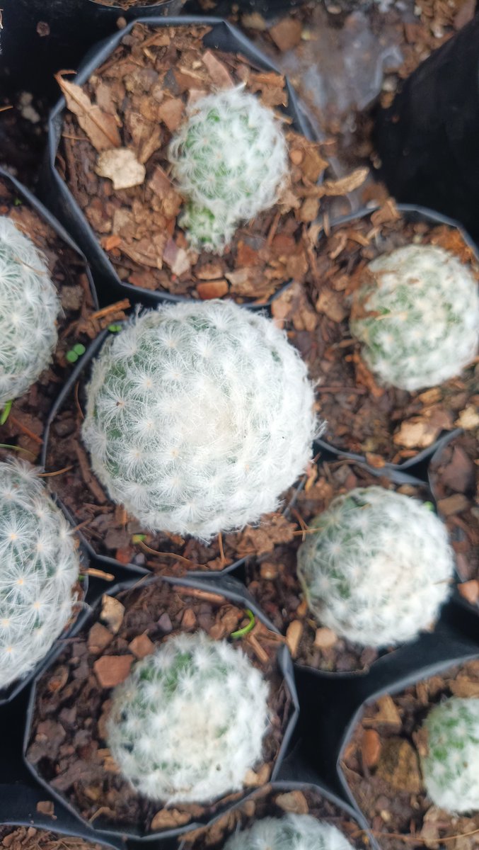 frekenterprises's tweet photo. 🌵 Mammillaria Plumosa – the cactus that looks like a puff of cloud ☁️ but thrives like a desert champ!
Compact, rare &amp; irresistibly soft 

#MammillariaPlumosa #FeatherCactus #SucculentLove #CactusCollection #RarePlants #PlantDeliveryIndia #IndoorJungle #SucculentCommunity https://t.co/WBsk8yDc6Q