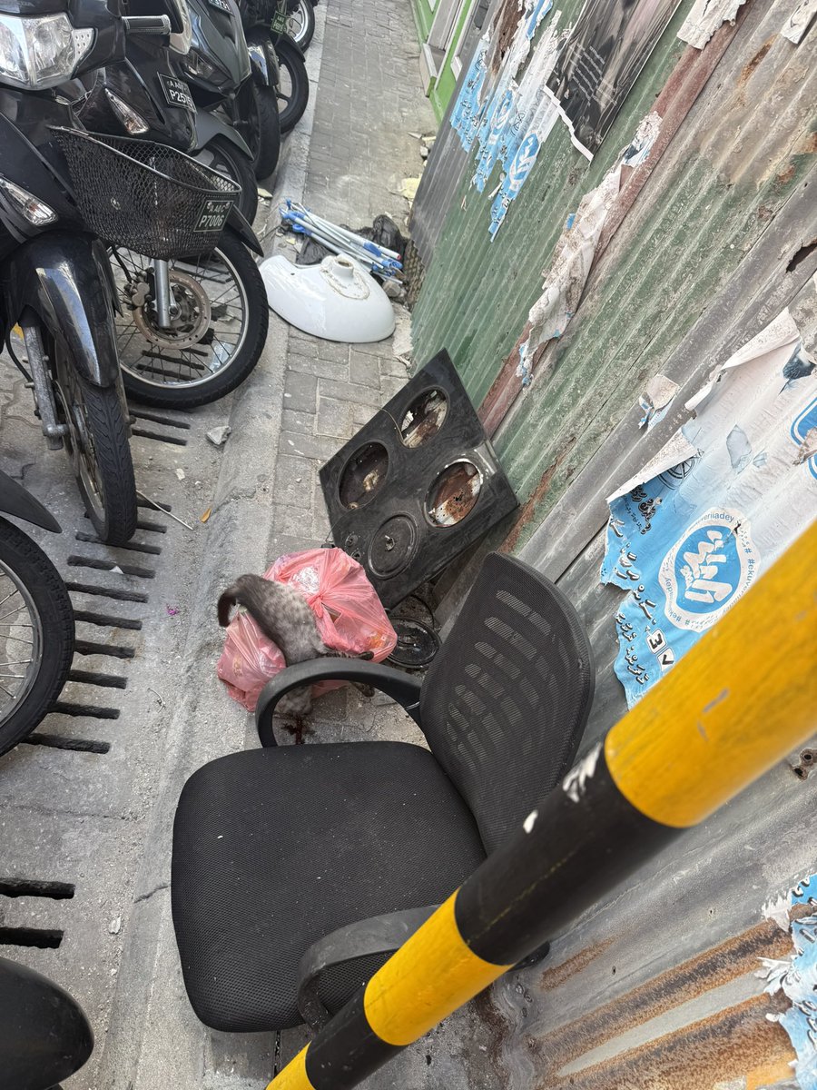 MoreDu 🇲🇻 tweet media