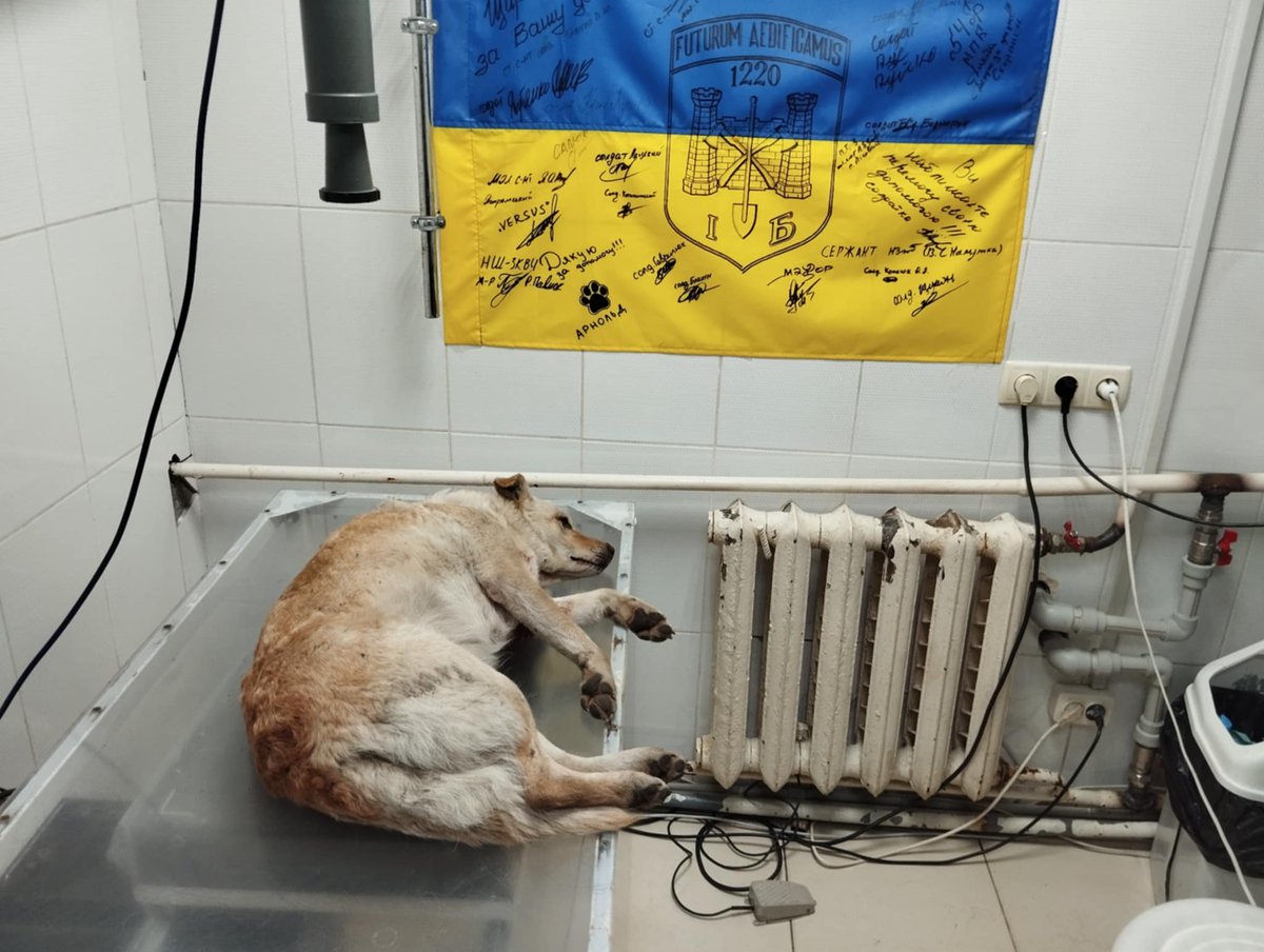 ROLDAOrg's tweet image. Ada, who had been living at a gas station, was hit by a car and left struggling to survive… 💔  She was found just in time but her injuries are severe -  follow her exclusive recovery journey on Patreon: patreon.com/roldaorg
#ROLDArescue #savingstrays