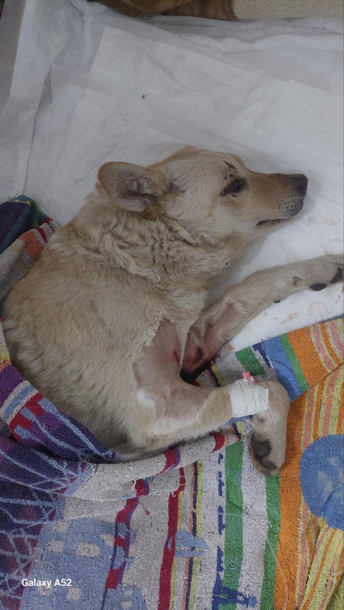 ROLDAOrg's tweet image. Ada, who had been living at a gas station, was hit by a car and left struggling to survive… 💔  She was found just in time but her injuries are severe -  follow her exclusive recovery journey on Patreon: patreon.com/roldaorg
#ROLDArescue #savingstrays