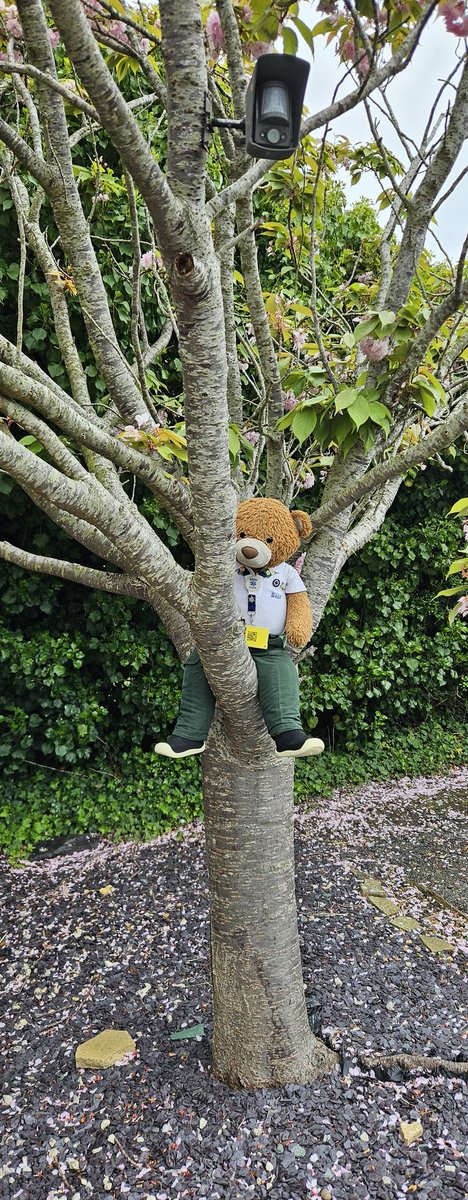 BDMed_Bear's tweet photo. Good morning everyone! Happy Bank Holiday Monday, if you have an extra day off this week I hope you enjoy it! I wanted to let you all know that I'm spending the week @NSTCLion so will be learning lots of cool nautical stuff to share with you! #bearswithjobs #BearsWeekAtLion ⛵️⚓️ https://t.co/KKR0NnAEPV