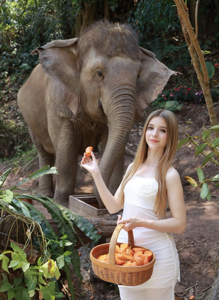 Christophe15320's tweet photo. Walk into the elephant kingdom https://t.co/cJkdiwZ9ih