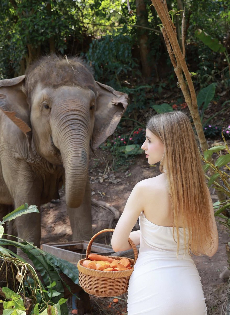 Christophe15320's tweet photo. Walk into the elephant kingdom https://t.co/cJkdiwZ9ih