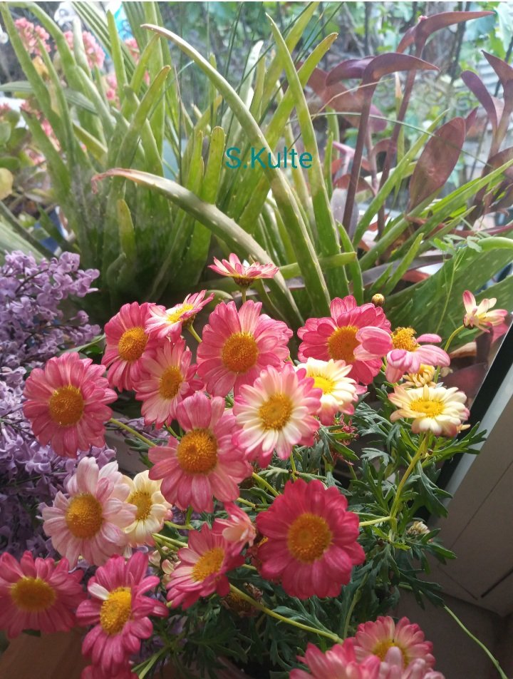 " Çiçeklerim bahar şarkıları söylüyor ..   🌸🌾🥀🦋🌼🌷🐝