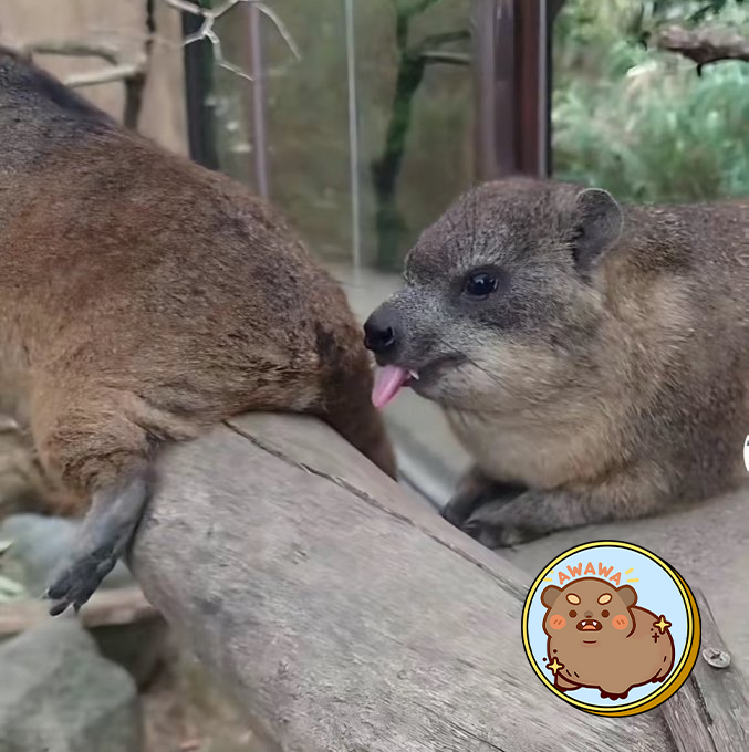 Hyrax_Coin's tweet photo. when $Awawa hit ATH https://t.co/GTwmaklfUD