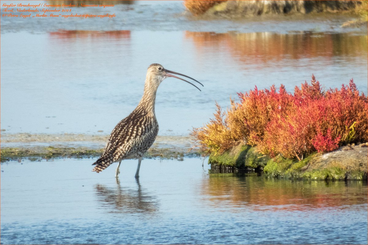 Merlinmaus's tweet image. Happy #worldcurlewday!  
I like to share my Eurasian Curlew from #Texel last year. Have a wonderful #Easter2025 Monday full of #birds
🇩🇪Großer Brachvogel 
#birding #BirdLovers #TwitterNatureCommunity #NaturePhotography #birding