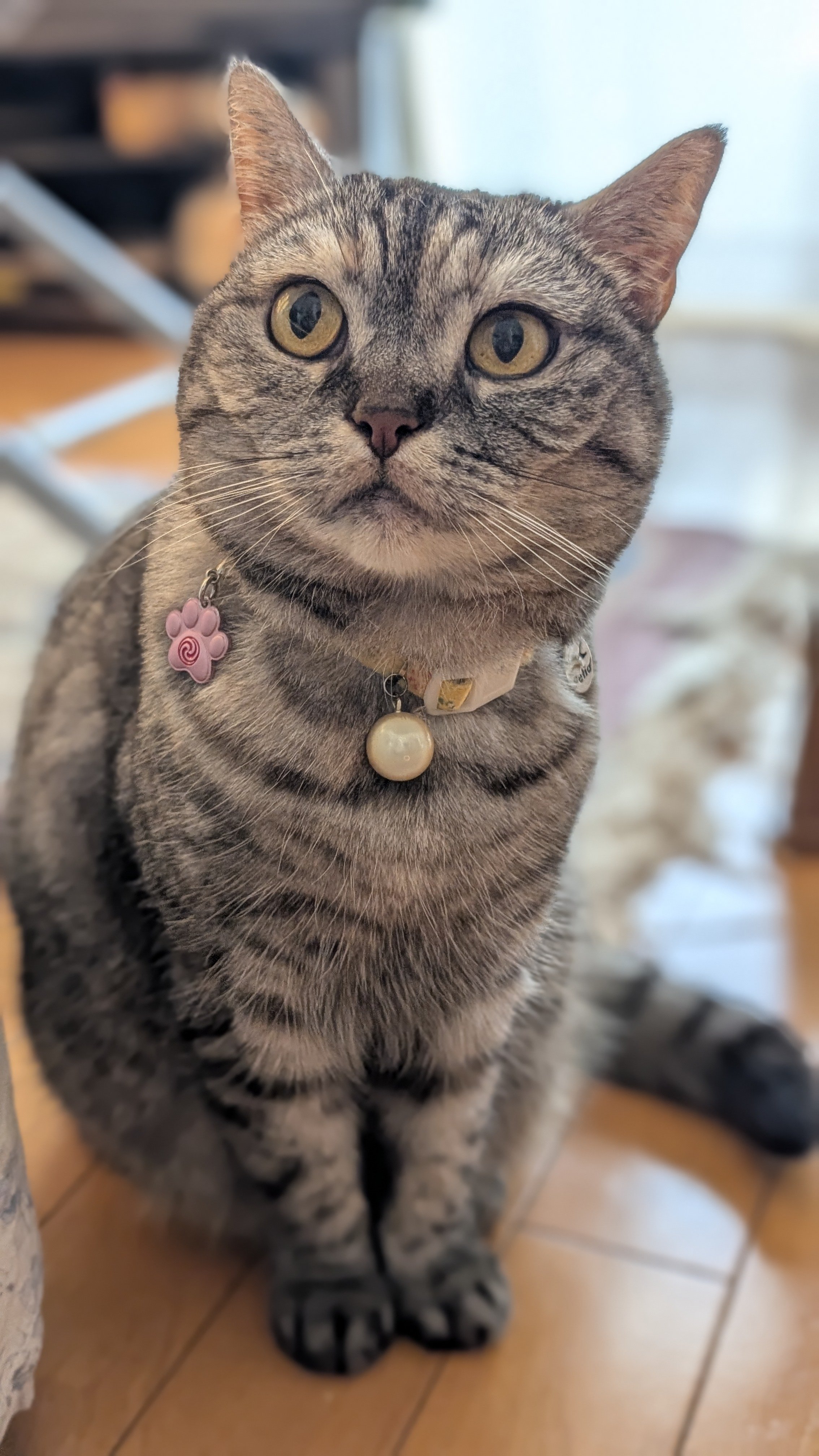 ねこさん⚡(ΦωΦ) on X: ねこさん⚡(ΦωΦ) on X: