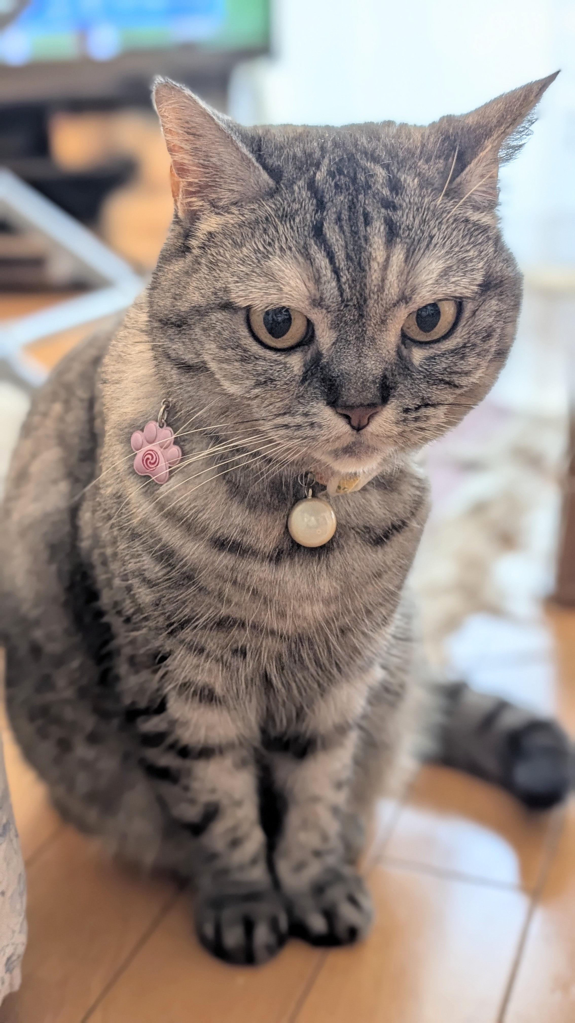 ねこさん⚡(ΦωΦ) on X: 