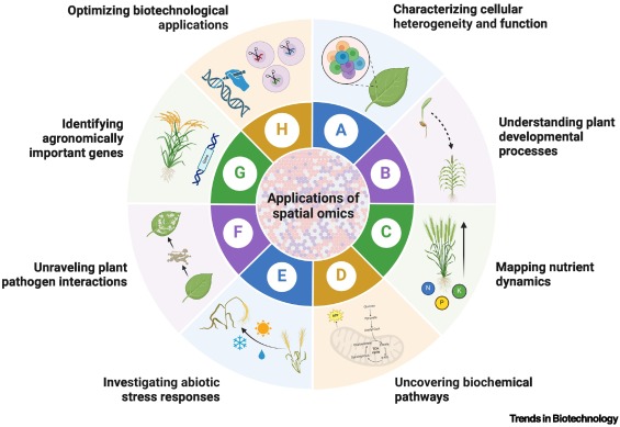 Review by Barmukh et al.
Spatial omics for accelerating plant research and crop improvement

Spatial #omics stands on the brink of playing a crucial role in designing future crops.

#transcriptomics #proteomics #multiomics #spatialomics #cryosections

cell.com/trends/biotech…