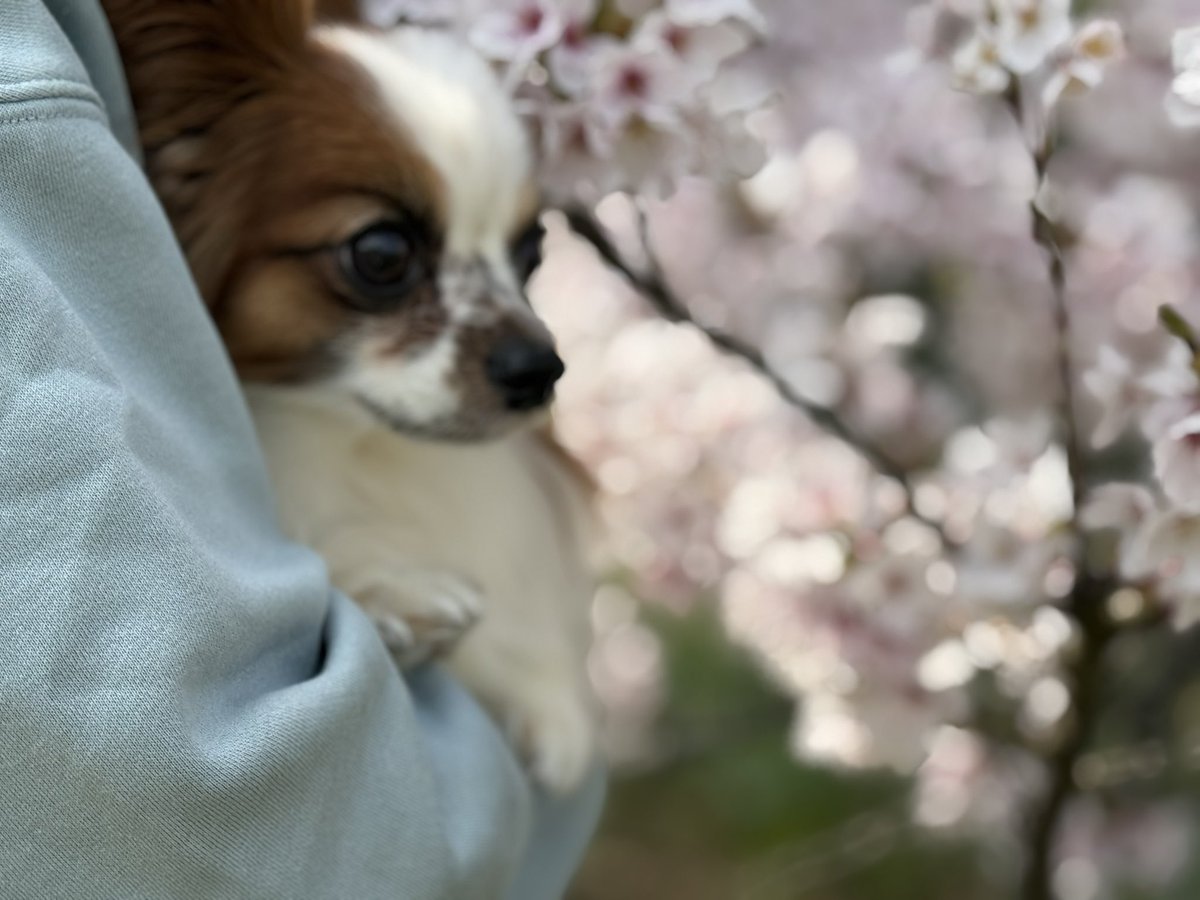coco_cyoco's tweet photo. お花見🌸楽しかったよ！
また来年もお花見しようね✨
#チワワ
#パピヨン 
#いぬのきもち 
#犬のいる暮らし https://t.co/RjvBsykyQJ