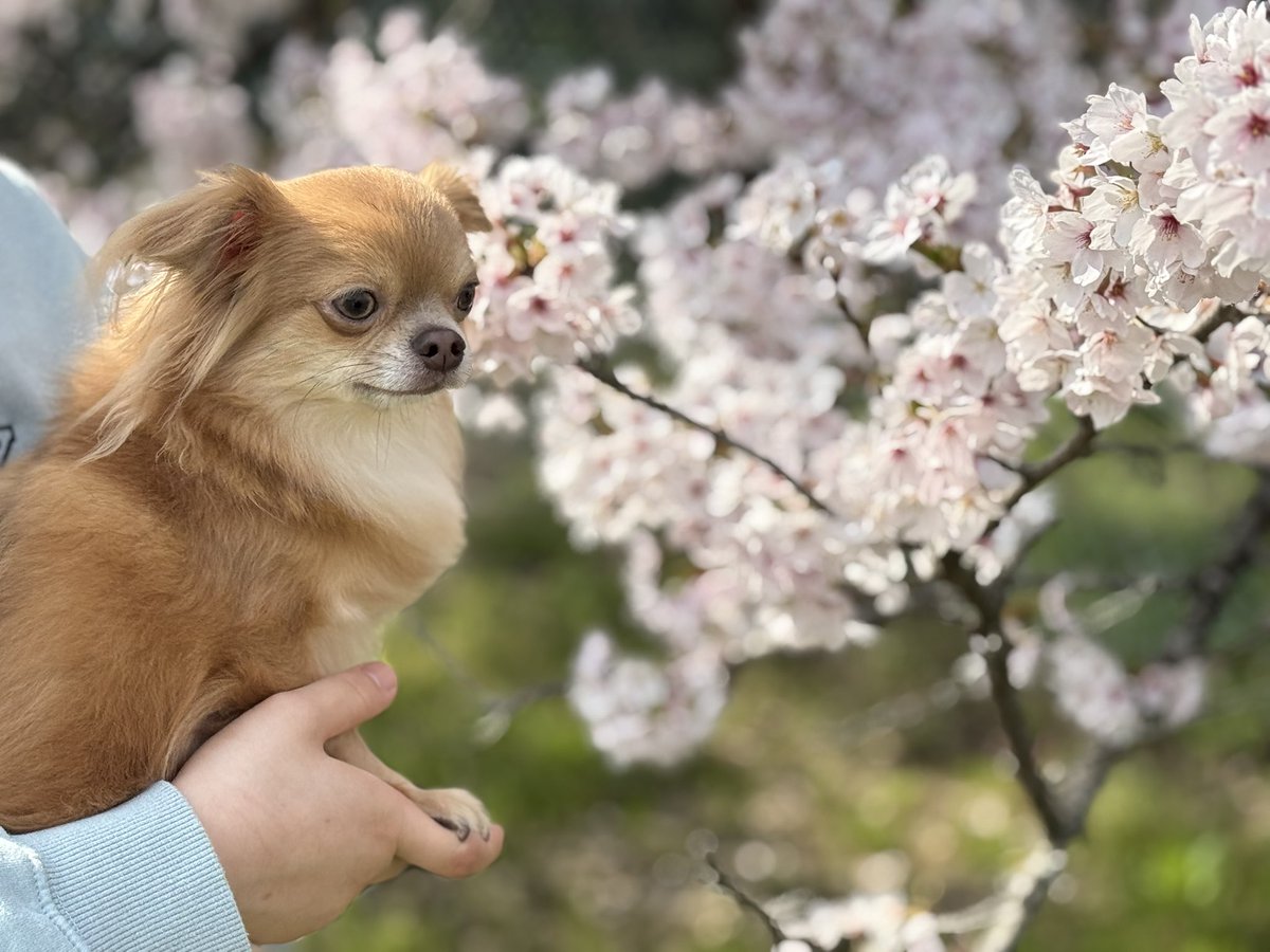 coco_cyoco's tweet photo. お花見🌸楽しかったよ！
また来年もお花見しようね✨
#チワワ
#パピヨン 
#いぬのきもち 
#犬のいる暮らし https://t.co/RjvBsykyQJ