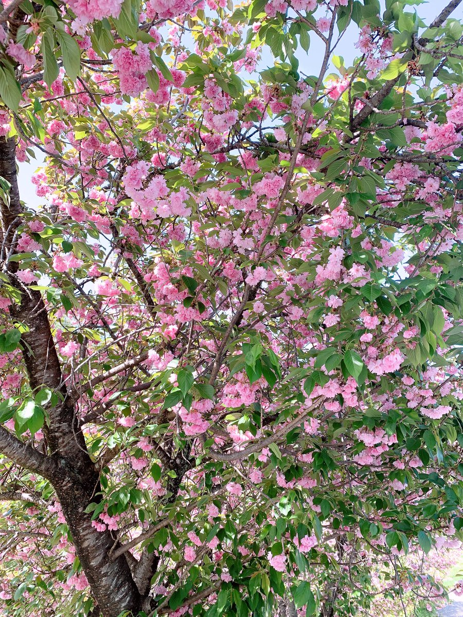 noflowernilife's tweet image. #ヤエザクラ
#bloom
#aweek