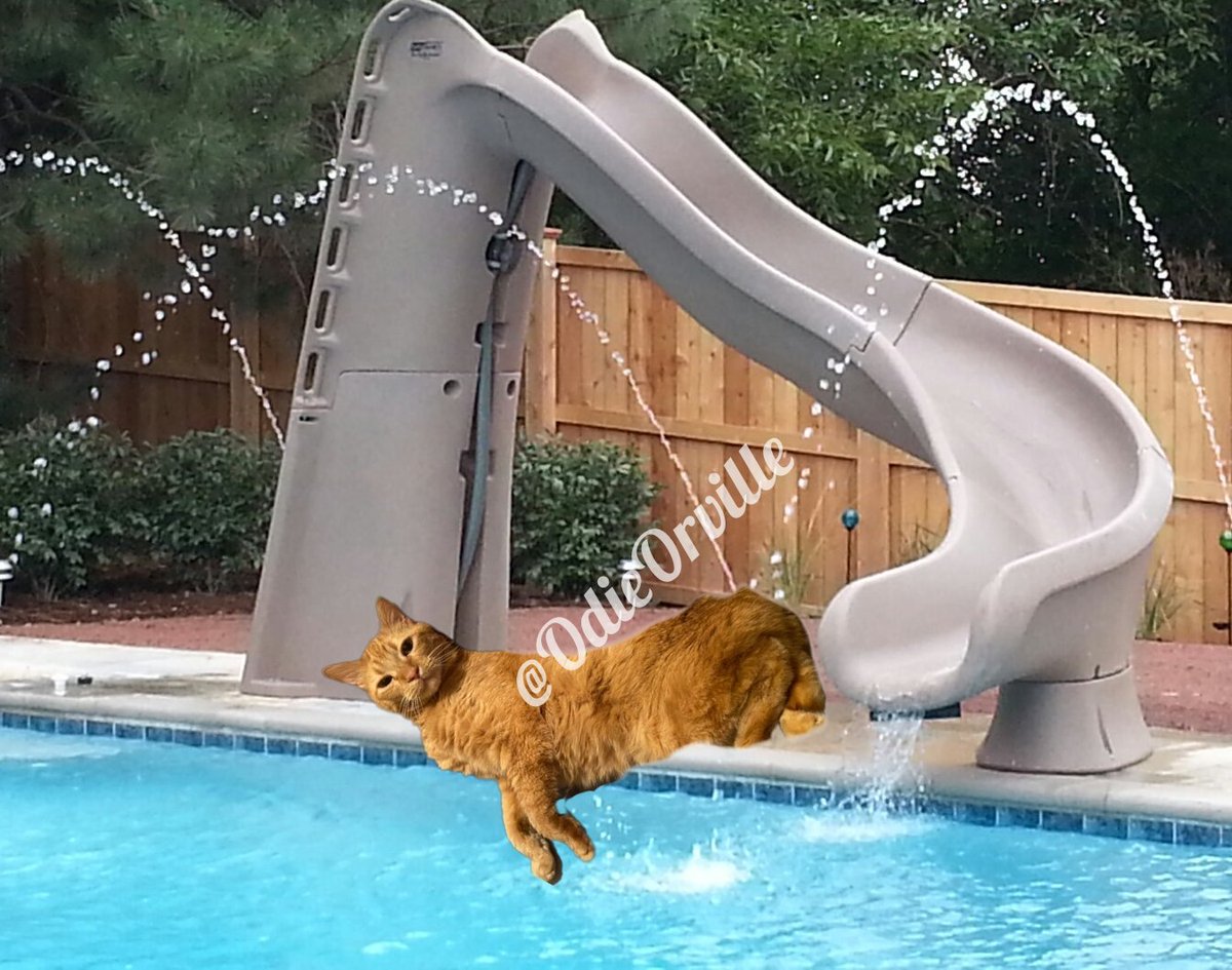 THE Odie Bob Orville ðº (@odieorville) on Twitter photo <a href="/tiggy_deni35304/">Tiggy & Denise(Mum)</a> <a href="/bestbuds21/">Zoe_thewondercat</a> <a href="/Treespers42/">âMrs Tâð³ð·Basil & Miaðºðº</a> <a href="/starskys_lady/">Barb & Jadzia ððŸð¶ð¶ð¶</a> <a href="/canyon_cats/">Tee and Einstein (and now Robbie & Riddle)</a> <a href="/Phoebe_the_Catt/">Phoebe Cat</a> <a href="/Gorillababe/">gorillafan</a> <a href="/JaneBirak/">GingermonsterZiggy ðð®ð±ðŽó §ó ¢ó ¥ó ®ó §ó ¿ððŸðŸð§¡</a> <a href="/gingertheorange/">gingerthecatðºðŠð¬ð§</a> <a href="/MissyElsie/">ð³ïžâðMitzi ð Dook (RIP)ðŠðº</a> <a href="/TeresaLAlley1/">Teresa L Alley</a> <a href="/38Octavian/">Annie F R, Phoebe ð& Teddy Henri ð§žðžð¬ð®ð¹</a> Absolutely nothing! ð¹
#HWCafe <a href="/tiggy_deni35304/">Tiggy & Denise(Mum)</a> <a href="/bestbuds21/">Zoe_thewondercat</a> <a href="/Treespers42/">âMrs Tâð³ð·Basil & Miaðºðº</a> <a href="/starskys_lady/">Barb & Jadzia ððŸð¶ð¶ð¶</a> <a href="/canyon_cats/">Tee and Einstein (and now Robbie & Riddle)</a> <a href="/Phoebe_the_Catt/">Phoebe Cat</a> <a href="/Gorillababe/">gorillafan</a> <a href="/JaneBirak/">GingermonsterZiggy ðð®ð±ðŽó §ó ¢ó ¥ó ®ó §ó ¿ððŸðŸð§¡</a> <a href="/gingertheorange/">gingerthecatðºðŠð¬ð§</a> <a href="/MissyElsie/">ð³ïžâðMitzi ð Dook (RIP)ðŠðº</a> <a href="/TeresaLAlley1/">Teresa L Alley</a> <a href="/38Octavian/">Annie F R, Phoebe ð& Teddy Henri ð§žðžð¬ð®ð¹</a> Absolutely nothing! ð¹
#HWCafe