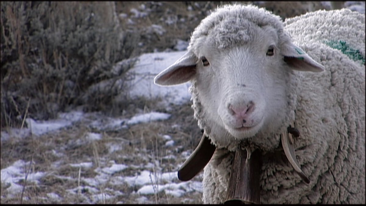 '자연에 깃든 시선' No. 9, <스윗그래스>. 2003년, 3개월에 걸쳐 미국 몬태나의 산맥을 지나간 양 무리와 그들을 가이드하는 서양 목축업자들의 여정을...