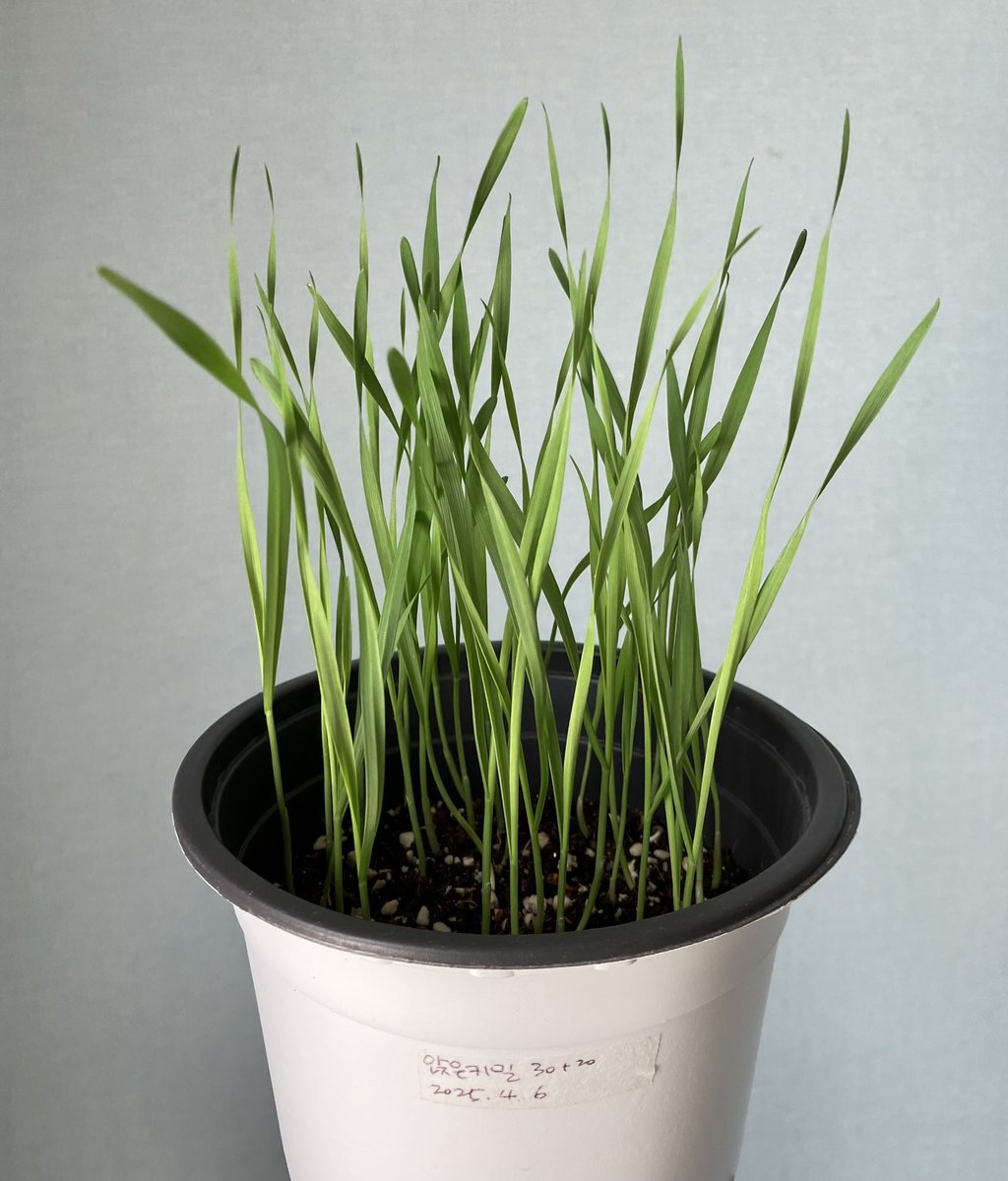 sihnae's tweet photo. 🌱育苗日記 토종 앉은키밀 8
4/15(화) 앉은키밀 싹 첫 수확
15~20cm 길이로 자라난 #밀싹 24개를 밑부분 1cm 정도를 남기고 가위로 잘랐다. 싹둑싹둑수확법
#서울환경연합 #씨앗의숲 #싹싹이 #토종앉은키밀
그리고 야매식물박사 레시피대로 사과, 바나나, 밀싹, 꿀, 물을 블렌딩하여 쥬스를 만들었다. https://t.co/8lUYrDd9Dp