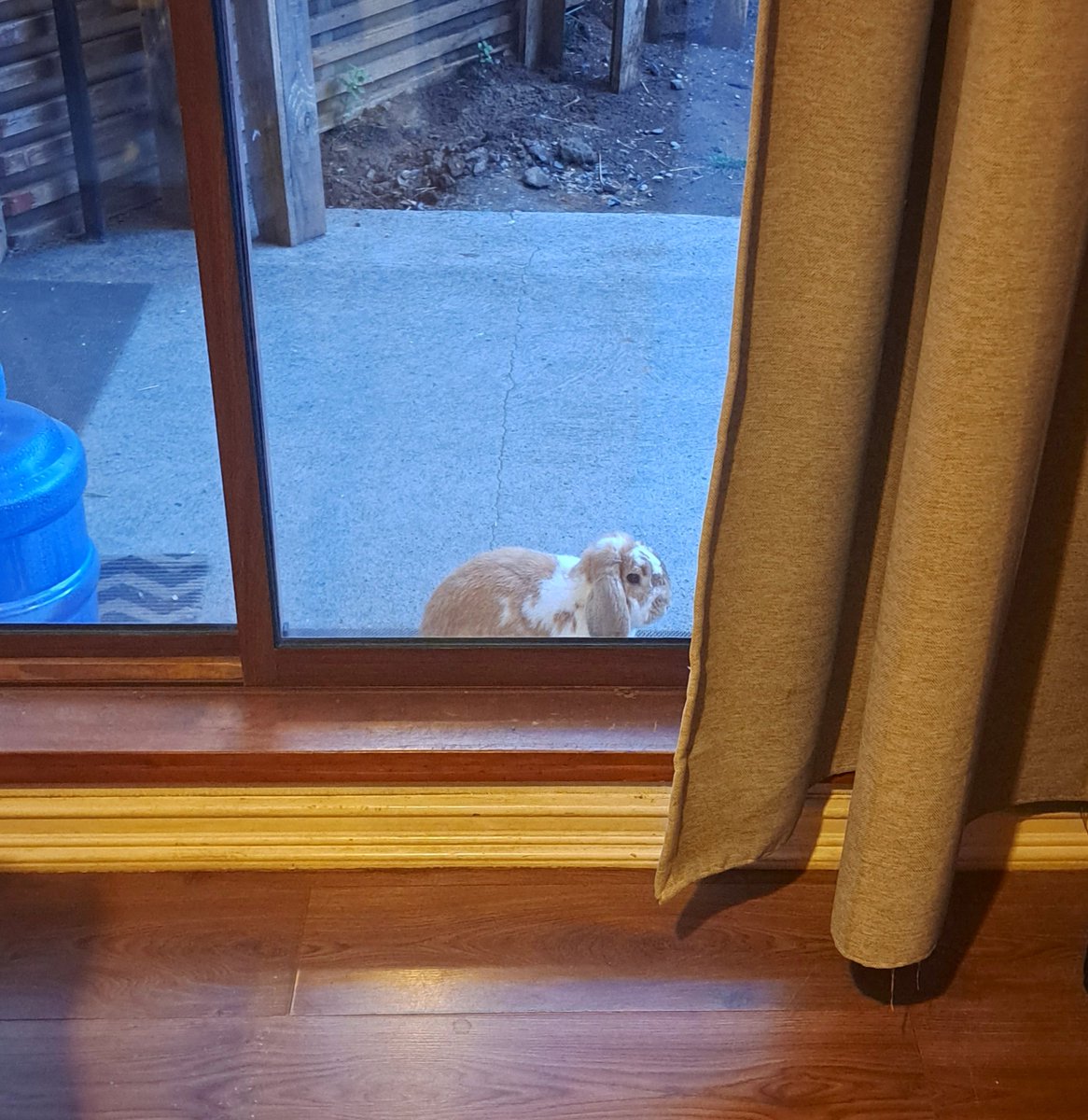 FlanTheBunny's tweet photo. I hope you guys liked the delicious chocolate eggs I left out for you ungrateful Fucks this easter https://t.co/KrLYlJzL62