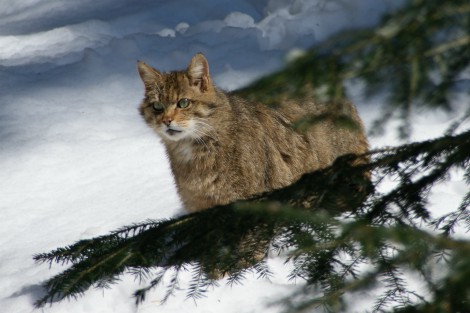 SaberAnimales's tweet image. El gato salvaje, majestuoso y esquivo, es clave para la biodiversidad de nuestros bosques. Proteger su hábitat es vital para el equilibrio ecológico. #gatosalvaje #conservacion #Biodiversidad 
parasabermasdeanimales.blogspot.com/2016/07/el-gat…