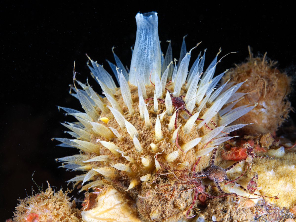 Polymastia arctica sponge features spine‑like projections (although they’re quite soft) that increase filtration surface area. Another function of these papillae is asexual reproduction: buds form at the tips of the papillae, detach, and give rise to new individuals.