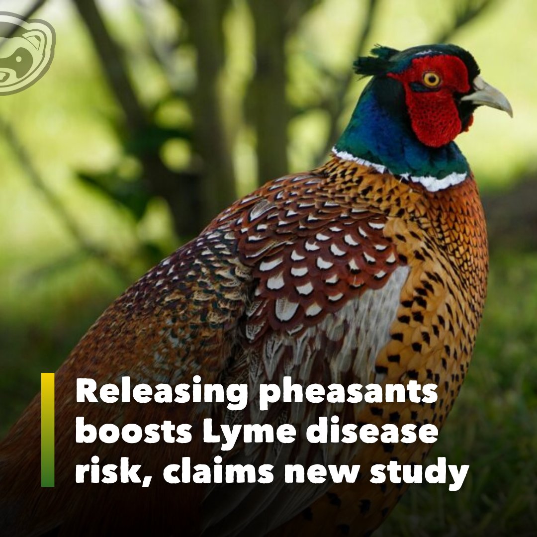 The Ferret tweet media