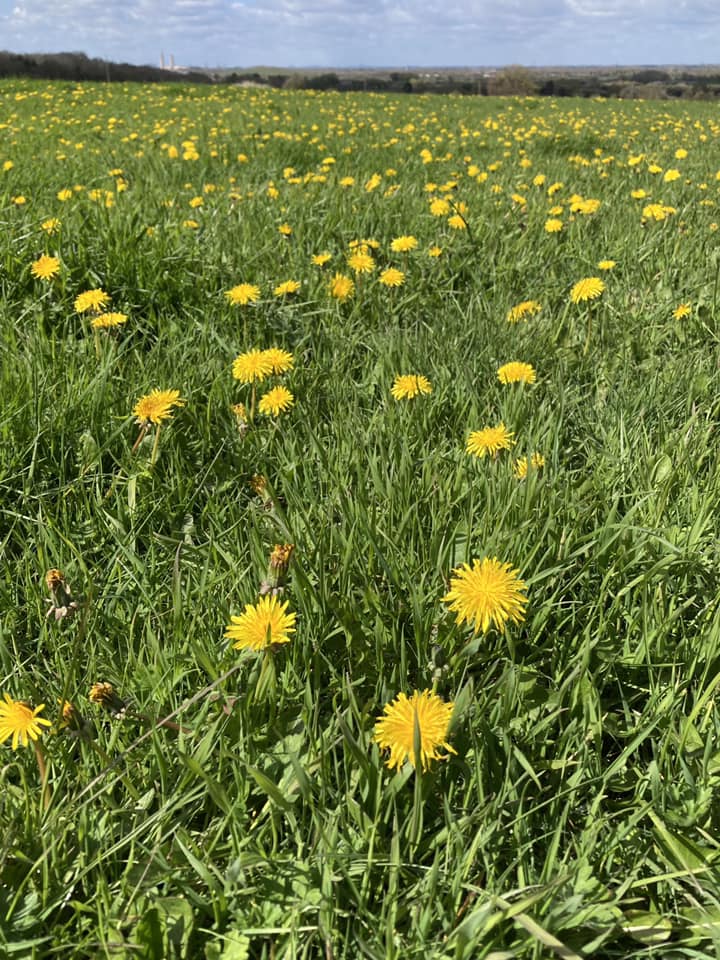 earth_trust's tweet photo. 🌻 Zingy,  zesty colours abound in April with tree buds bursting into leaf, clumps of celandines, cowslips &amp; dandelions blooming amongst the new green grass.🍃

Visit one of the nature reserves we care for around Oxfordshire to enjoy springtime nature https://t.co/k6luQvjOuH 💚💛 https://t.co/URCREEGXRN