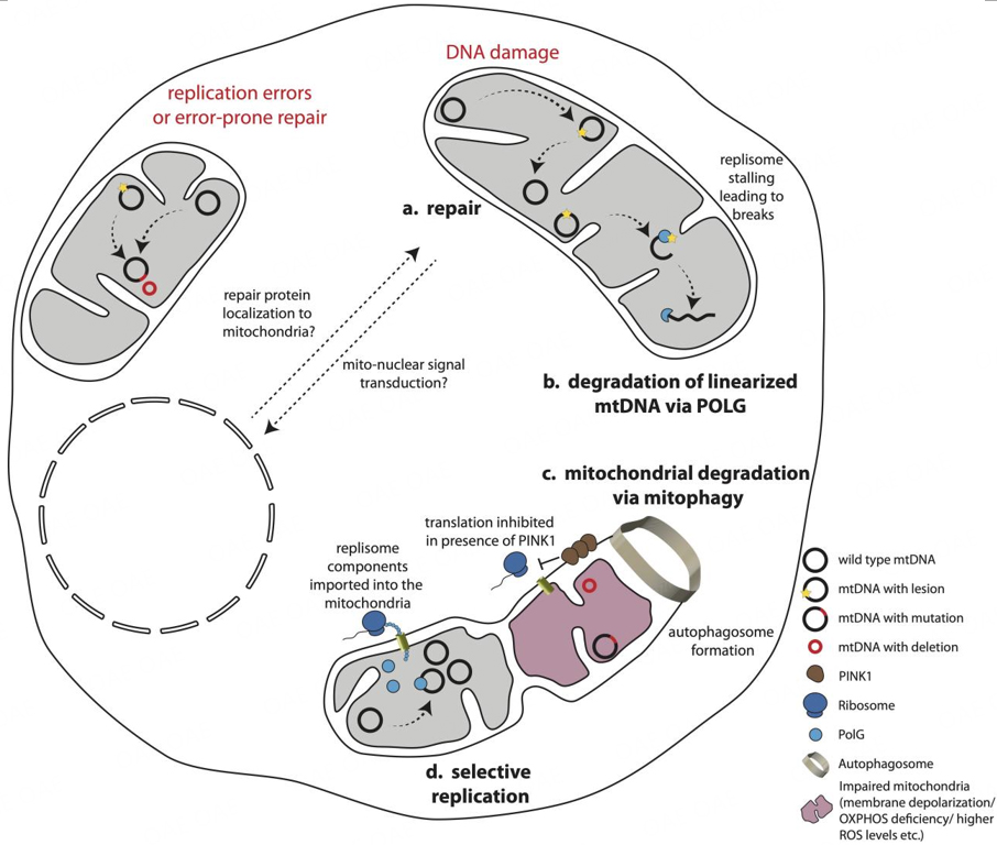 🎉Article Alert: Mechanisms regulating mitochondrial DNA quality control
#mtDNAdamage

👏Preservation of genome integrity is essential for the faithful propagation of life.  

🌟Read more:
f.oaes.cc/xmlpdf/978de22…