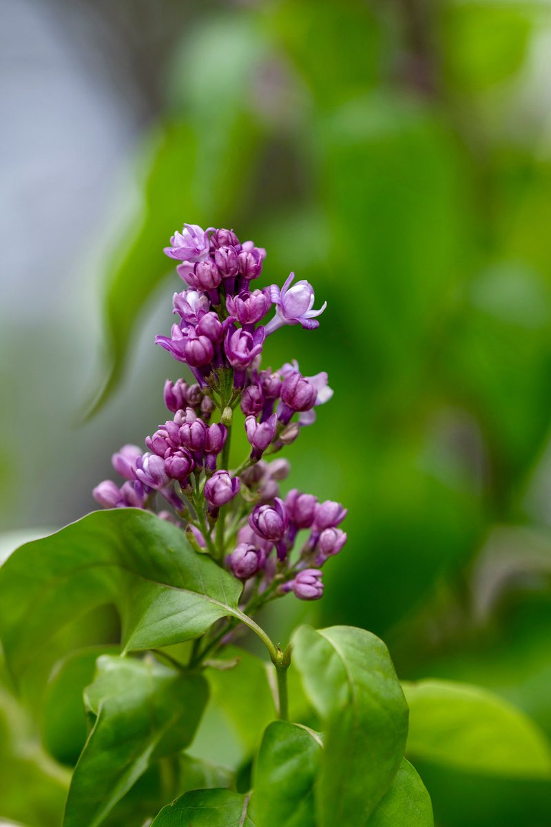 Syringa vulgaris(Common lilac)