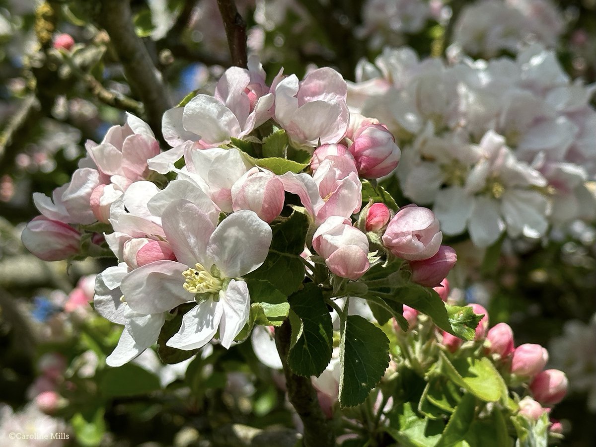 Just when I thought the damson, blackthorn, plum, cherry and pear #blossom produces, perhaps, the finest blossom, along comes the apple tree blooms. And we've not yet reached the peak of hawthorn blossom yet. #orchards #blossomwatch #cotswolds #naturefriendlyfarming