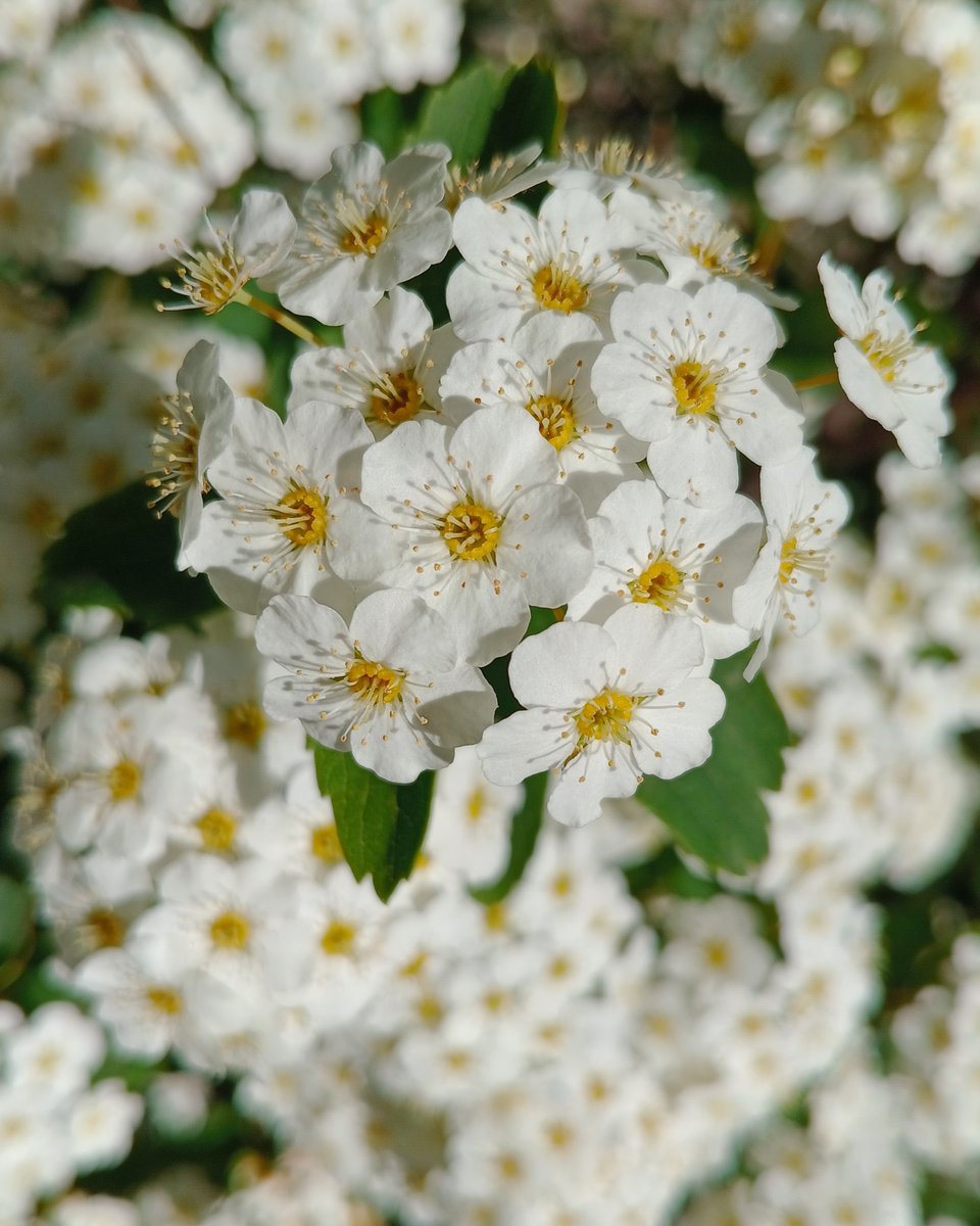 "Así yo hoy,
buscando entre las azucenas
un retal del alma, un breve
esplendor, el brillo de un vidrio
roto, como si fuese la esperanza"

Fernando Alda 

Ínsula Barataria: Almenaras de sombra, 5 insulabaratariaa.blogspot.com/2025/04/almena…
