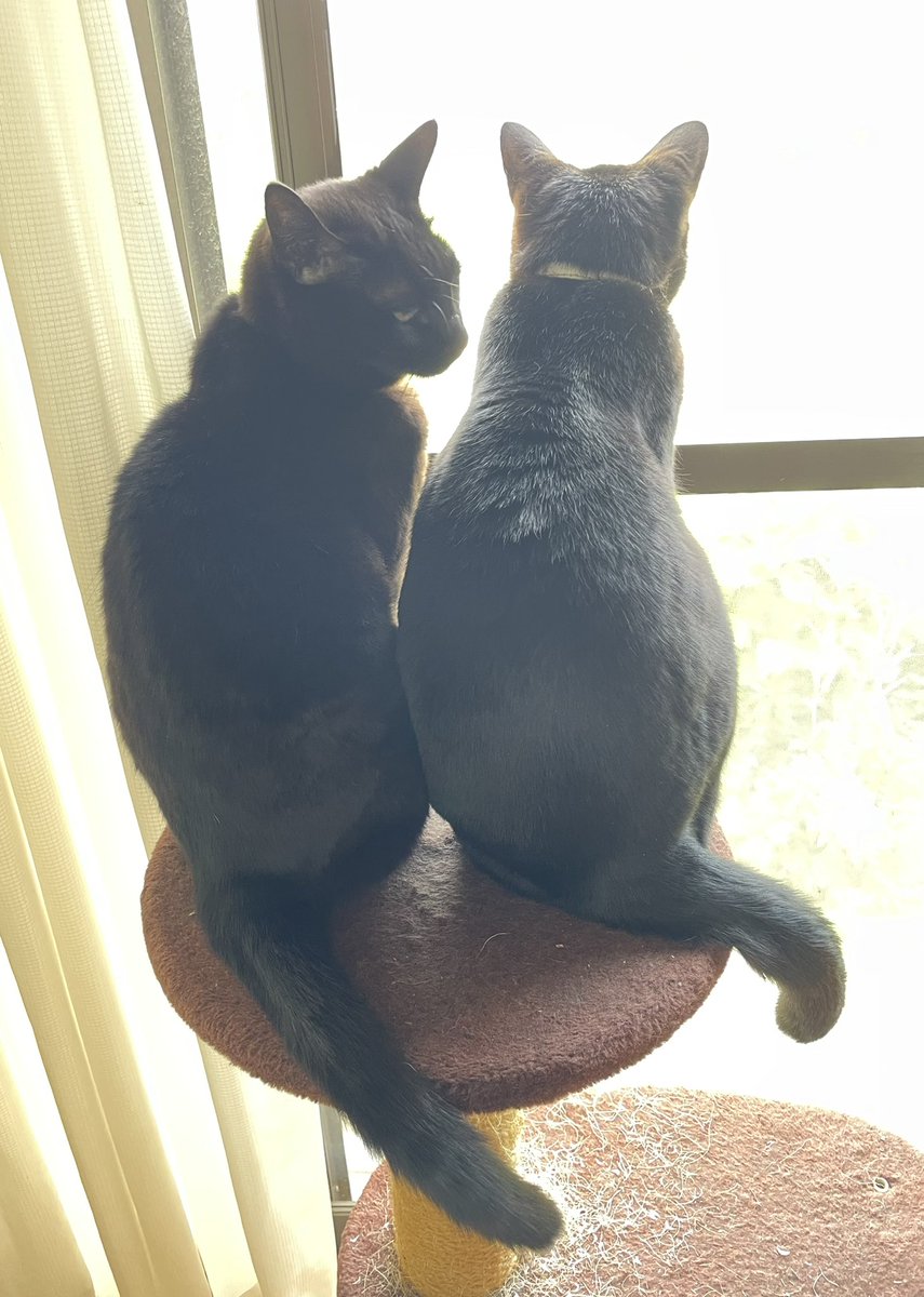 点検に来た電気保安協会の人、窓から様子を監視してた猫にもお辞儀して去っていった　丁寧な人だった