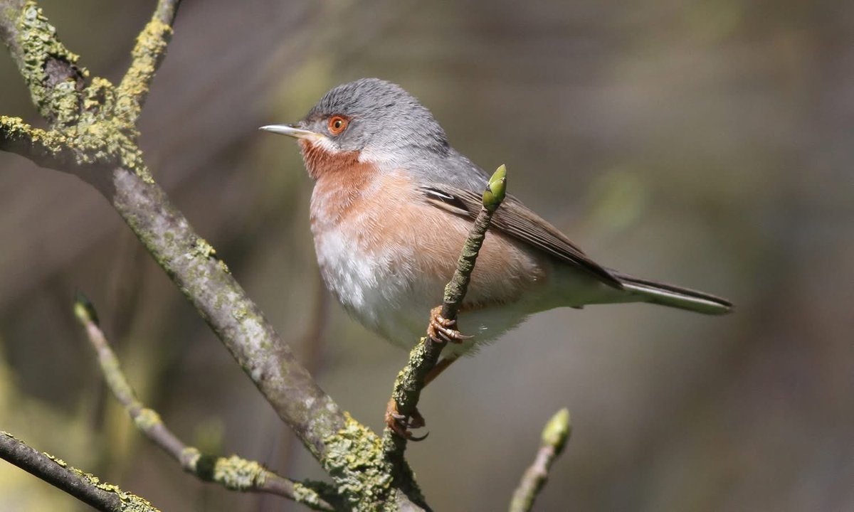 Richard Willison tweet media