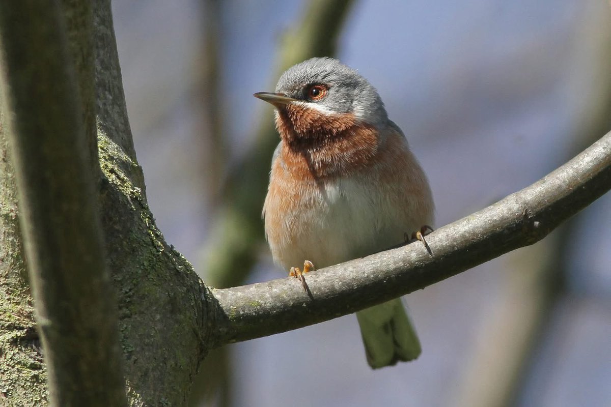 Richard Willison tweet media