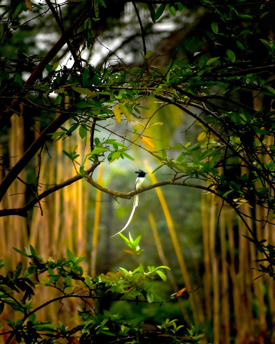 Behold the ethereal beauty of the Indian Paradise Flycatcher, a jewel-toned marvel perched amidst the lush embrace of nature's artistry.
#Nature #Indiaves #natgeoindia 
#BirdsSeenIn2025 
<a href="/BBCEarth/">BBC Earth</a> <a href="/NatGeoIndia/">Nat Geo India</a> <a href="/IndiAves/">IndiAves</a>