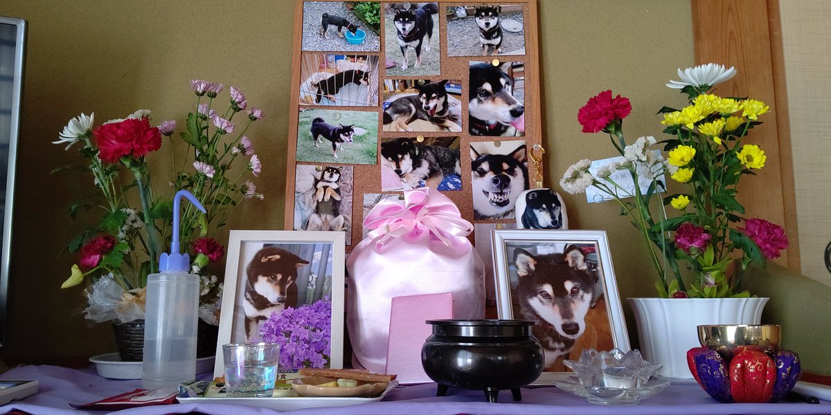 ナナ🌈の祭壇。3ヶ月経ちました。
#秘密結社老犬倶楽部天国支部