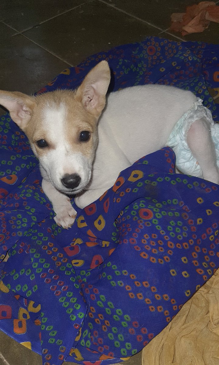 Barkingspace1's tweet photo. Rescued puppy
#PuppyLovers#barkingspace#petlovers#puppy#rescuedpuppy#puppyface https://t.co/Nk1rF3ocBZ