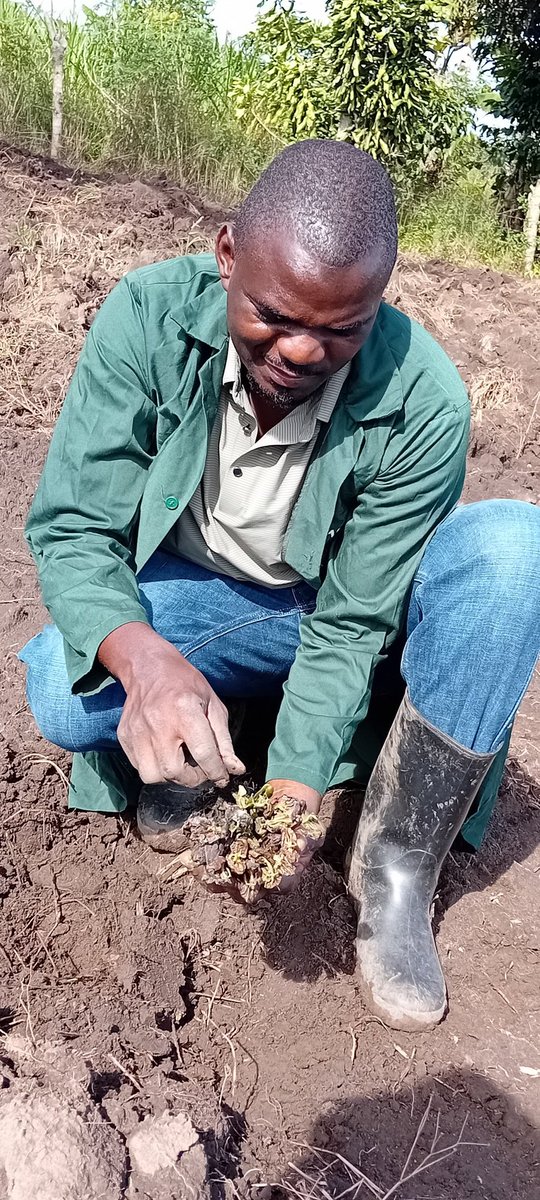 Mayorwalusimbi's tweet image. I take this opportunity to encourage and mobilise our farming communities in Nakifuma-Naggalama, TC, farming communities to embrace Cocoa Farming alongside their established coffee plantations. #ClimateAction
#FuitTrees
#ARFSID11
#SDGs
