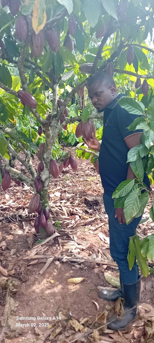 Mayorwalusimbi's tweet image. I take this opportunity to encourage and mobilise our farming communities in Nakifuma-Naggalama, TC, farming communities to embrace Cocoa Farming alongside their established coffee plantations. #ClimateAction
#FuitTrees
#ARFSID11
#SDGs