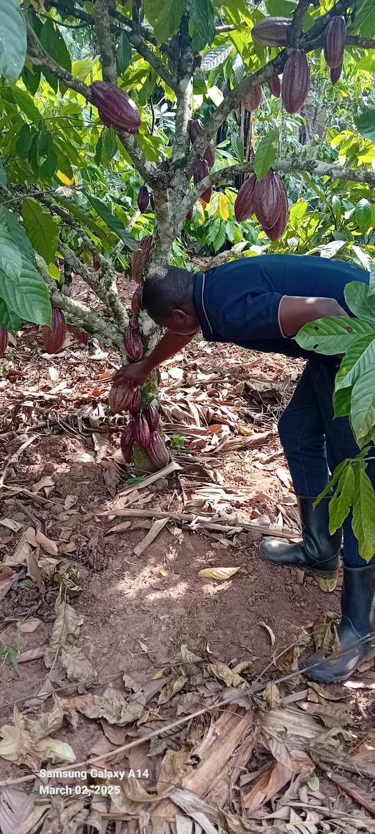 Mayorwalusimbi's tweet image. I take this opportunity to encourage and mobilise our farming communities in Nakifuma-Naggalama, TC, farming communities to embrace Cocoa Farming alongside their established coffee plantations. #ClimateAction
#FuitTrees
#ARFSID11
#SDGs