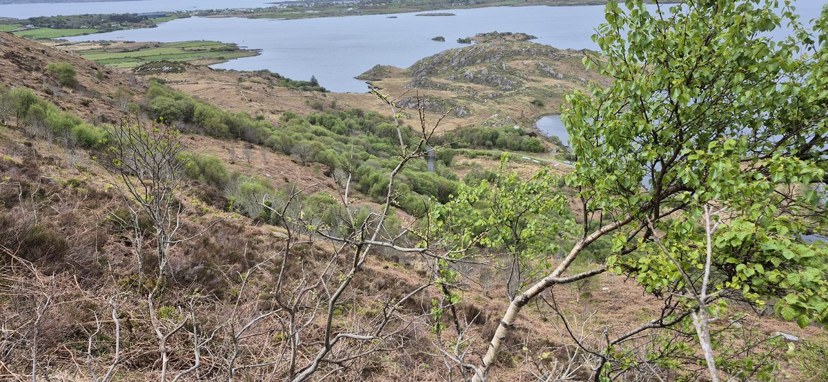 rayofoghlu's tweet photo. Above Lough Currane in South Kerry, a young woodland is establishing on a steep, coastal hillside. Skeletal soils are supporting fairly prolific birch and rowan regeneration. https://t.co/UFadl4MnLk