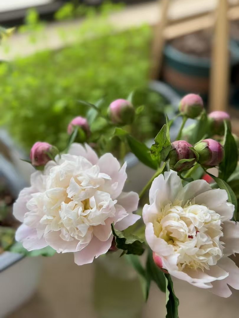 这么大的花，可喜欢了