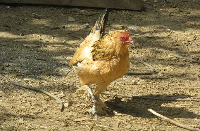Rincevent_'s tweet photo. 🥚 Incroyable mais vrai ! Peanut, une minuscule poule naine sauvée in extremis d’un œuf abandonné, est devenue le plus vieux 🐔 du monde avec plus de 21 ans !
Son histoire vaut bien un roman (ou un article) ➡️
https://t.co/ULuW1WOYqn
#poule #record #Nature #Peanut #longevite #GuinnessWorldRecords #2tout2rien