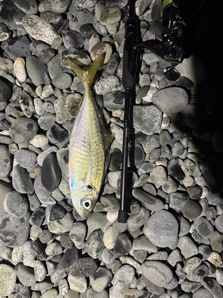 kl_7031's tweet photo. 今年から始めたサーフアジング初の釣果は28cmのアジでした。
釣りを初めて半年。アジング初めて数回目の中で1番興奮した1匹でした。
今年の目標はひとまず尺オーバー釣りたい。 https://t.co/APFbuny2Bx