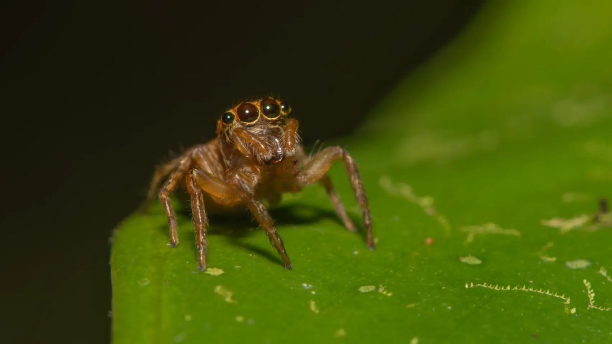 Volver después de Semana Santa es siempre un zurriagazo pero la aventura de <a href="/MarcosDoGo/">Marcos Domínguez</a> en Borneo y sus arañitas Kawaii lo hacen más llevadero elespanol.com/ciencia/202504…
