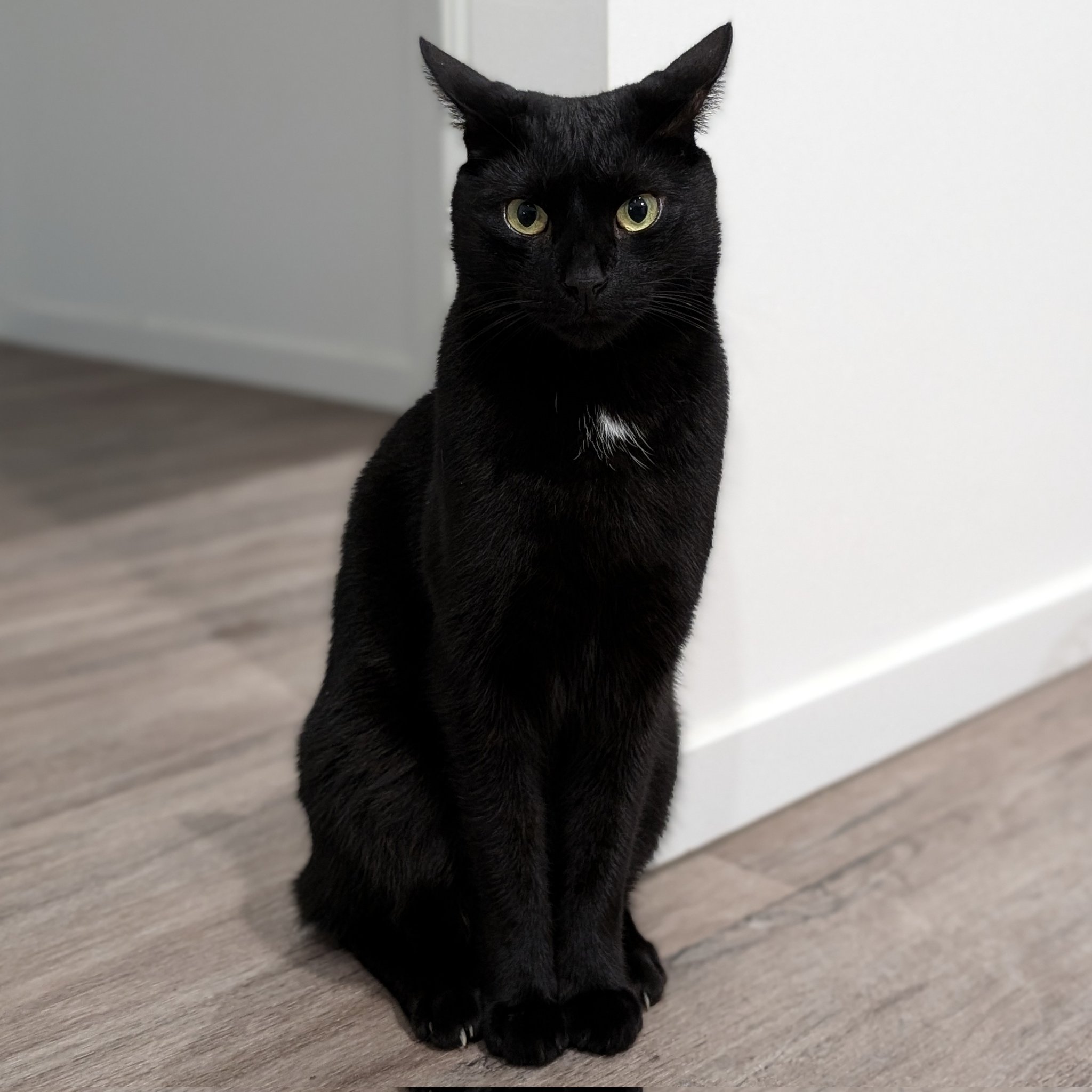 k's bear さま黒猫のモヘアのブローチ
