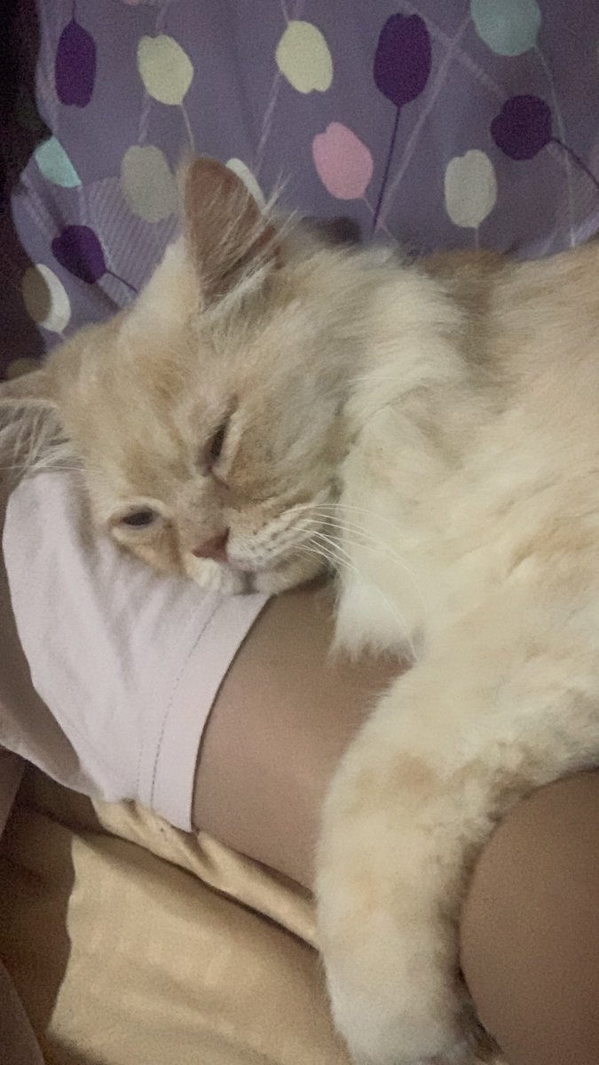 yellowcippo's tweet photo. gemes bgt aku namain cippo ga sengaja kalau manggil lucu jadi ippo~ ippo~

jadi kayak 예뻐 wkwkwk https://t.co/XhyfJ7OQGt